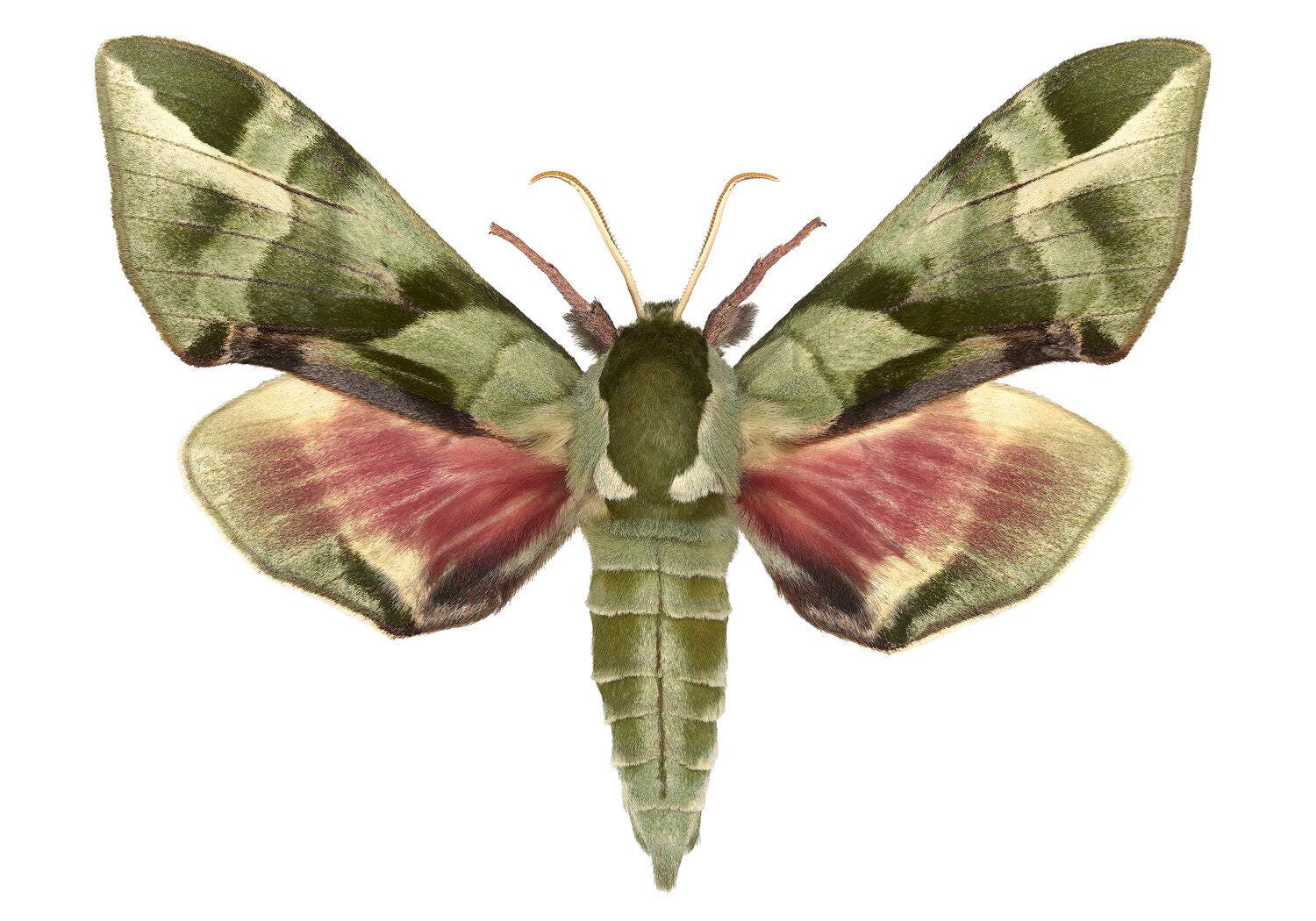 Sphingidae - Etsy 日本