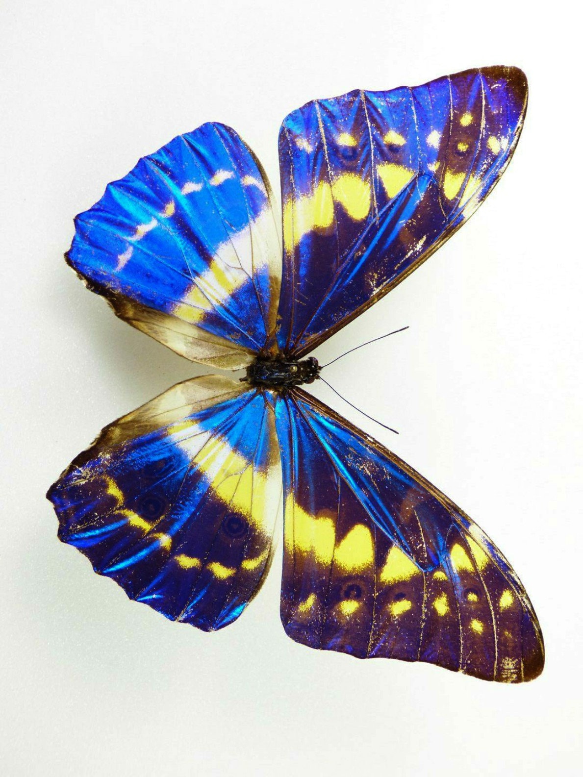 コロンビア産　キプリスモルフォ 99mm コロンビア産 キプリスモルフォ 99mm One fantastic Morpho