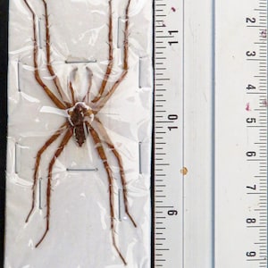 A pack of two very nice spiders from Indonesia Dolomedes boiei  SPREAD, for all your taxidermy art projects