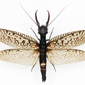 May include: A black and brown insect with long, thin wings and a long, thin body. The wings are patterned with a grid of white and brown lines.