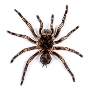 One impressive black velvet tarantula acanthoscurria insubtilis from Peru, unmounted , for all your art projects