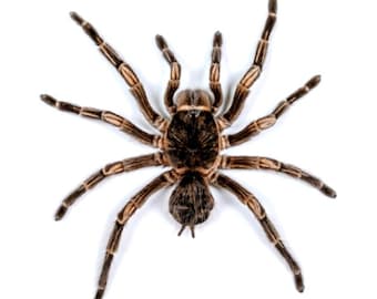 One impressive black velvet tarantula acanthoscurria insubtilis from Peru, unmounted , for all your art projects
