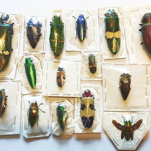 Op de afbeelding: Een verzameling van 15 juweelkevers, ook wel bekend als metalen houtboorkevers, vastgezet en tentoongesteld op witte kaartjes. De kevers zijn iriserend groen, blauw, rood en zwart.