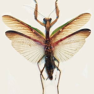 May include: A preserved praying mantis with brown and green wings spread out. The mantis has long, thin legs and a long, slender body.