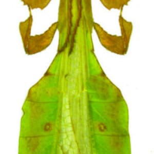 May include: A green and brown stick insect with wings that resemble leaves. The insect is preserved and mounted on a white background.