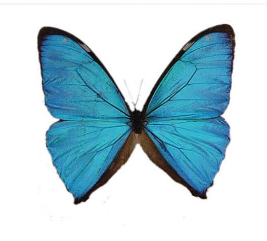 One Morpho Aega , Wings Closed , for All Your Taxidermy Art