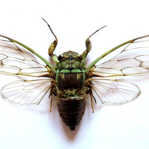 May include: A preserved cicada with translucent wings and a green and brown body.
