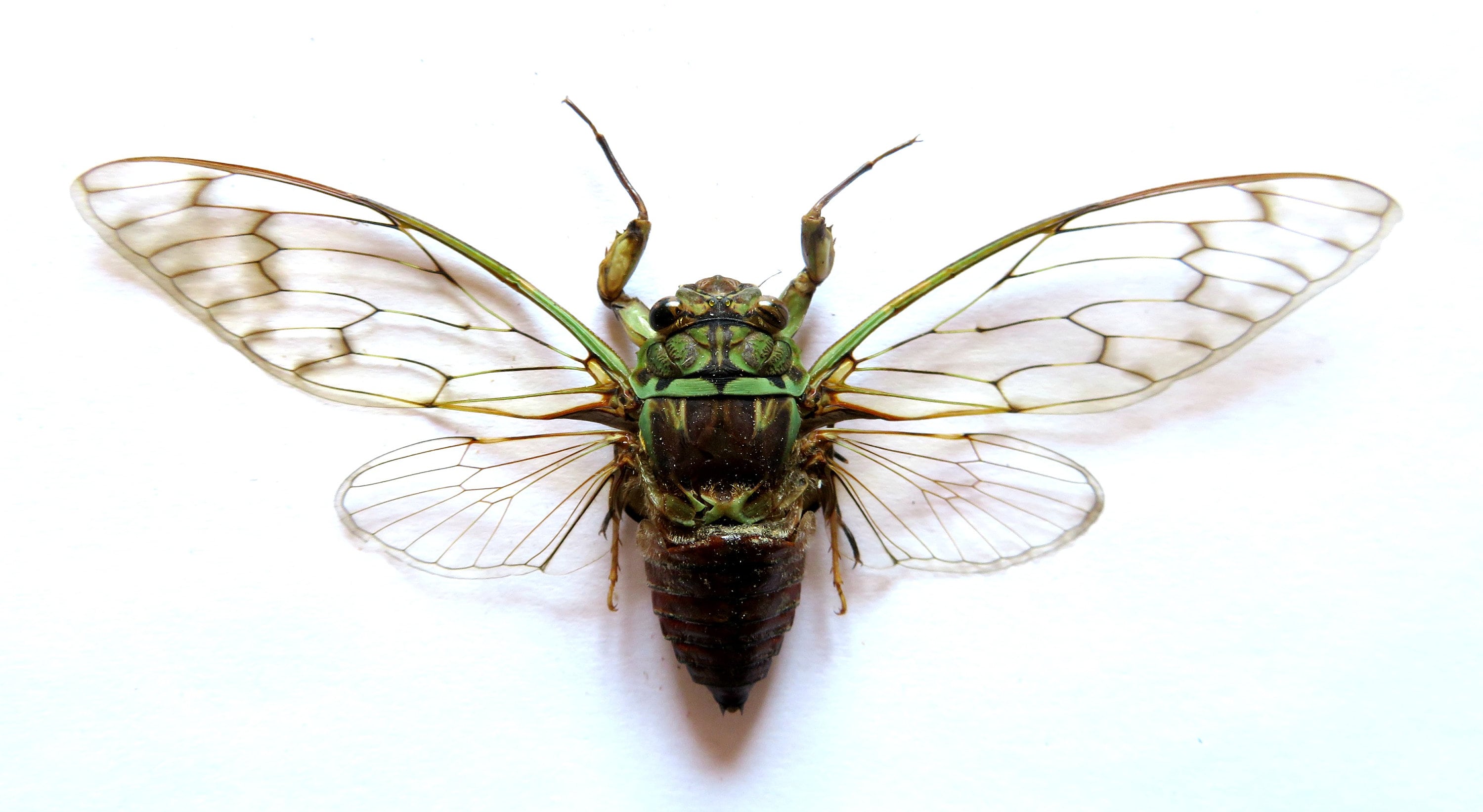 Pack Of Two Medium Sized Cicada From Java With Wingspan Etsy