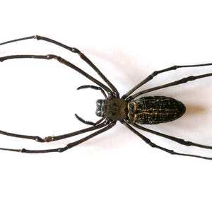 May include: A top-down view of a large spider with a dark body and long, slender legs. The spider's body is a mix of dark brown and tan, with a striped pattern. The legs are dark brown and extend outwards.
