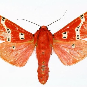 Może przedstawiać: Czerwony motyl z czarnymi oznaczeniami na skrzydłach. Motyl jest rozłożony z rozpostartymi skrzydłami.