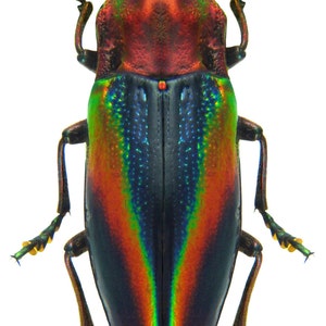 Op de afbeelding: Een close-up van een metallic groene, rode en blauwe kever met lange poten en antennes. De kever heeft een glanzend, iriserend exoskelet.