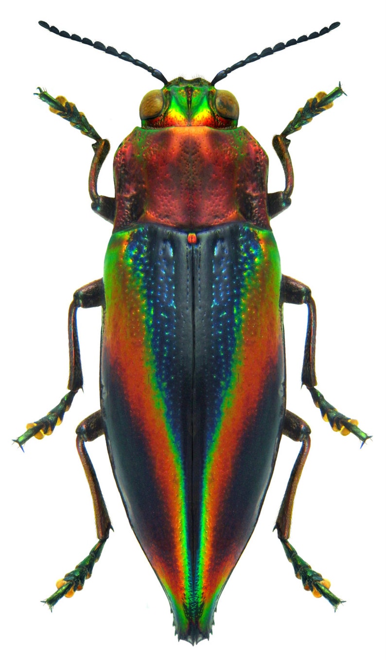 Pack of 10 jewel beetles Cyphogastra javanica 2Omm aa for all your taxidermy art projects FREE SHIPPING