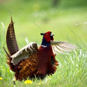 Pack of 3 great luxury gift , birthday or greetings card & envelope with real photos of birds and other wildlife taken by myself