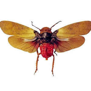 Op de afbeelding: Een rood, zwart en geel insect met uitgespreide vleugels. Het insect heeft een rode buik en een zwarte borstkas. De vleugels zijn geel met zwarte aderen.