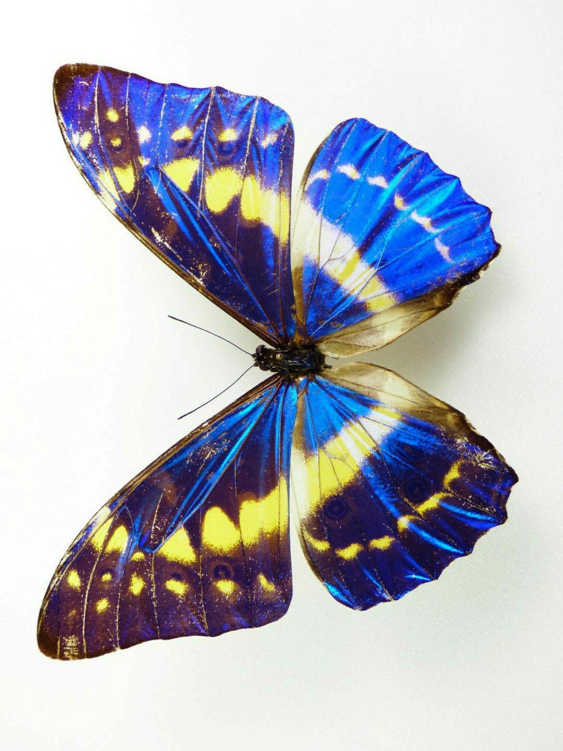 One fantastic Morpho cypris cypris with OPEN wings for all Etsy