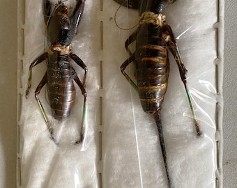 DESCENDANT cricket モッズ大きめ DESCENDANT cricket モッズ大きめ