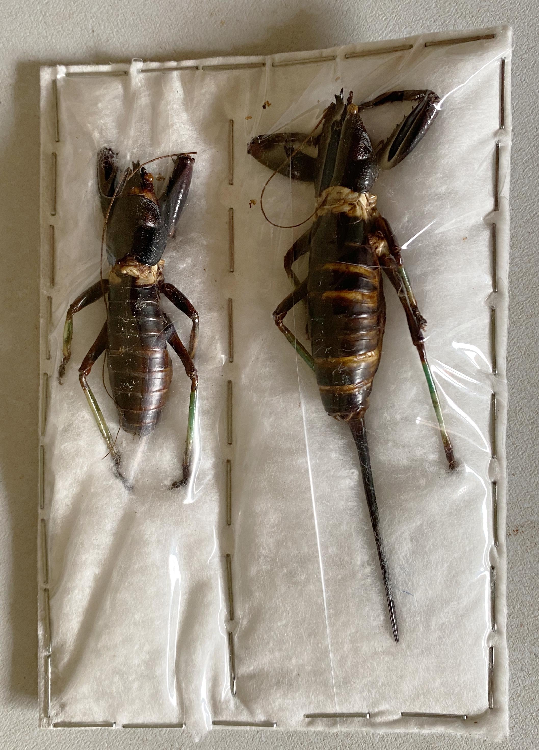 One Beautiful Pair of the Huge Cricket Colossopus Grandidieri From