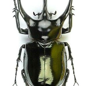 Könnte beinhalten: Ein großer, schwarzer Käfer mit glänzendem, reflektierendem Panzer. Das Insekt weist markante Hörner und Anhänge auf, die ein detailliertes Exoskelett zeigen. Die Beine des Käfers sind segmentiert, und die Gesamtform ist symmetrisch, vor weißem Hintergrund.