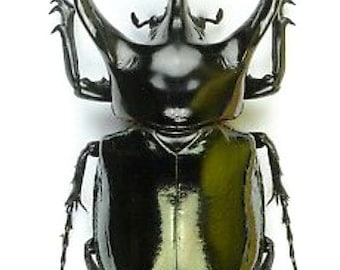One huge  rhinoceros beetle Chalcosoma chiron chiron 100/109mm !! for all your taxidermy art projects