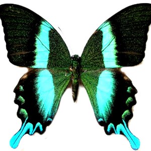 Op de afbeelding: Een groene en zwarte vlinder met turquoise blauwe accenten op zijn vleugels.