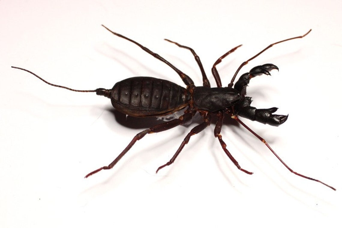Vinegaroon vs scorpion