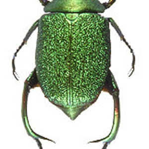 One pair of the fantastic beetles chrysophora chrysochlora 25/35mm for all your taxidermy art projects, image 3