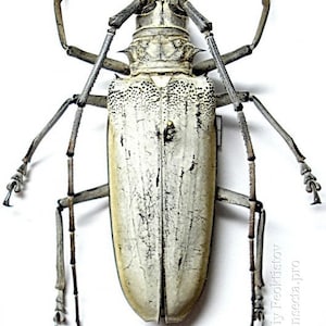 May include: A white and grey beetle with long, thin legs and antennae. The beetle is pinned to a white background.