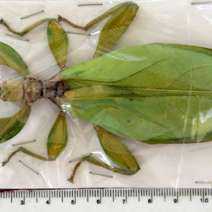 May include: A preserved green leaf insect, also known as a stick insect, pinned to a white background with a ruler for scale. The insect is approximately 12 inches long.