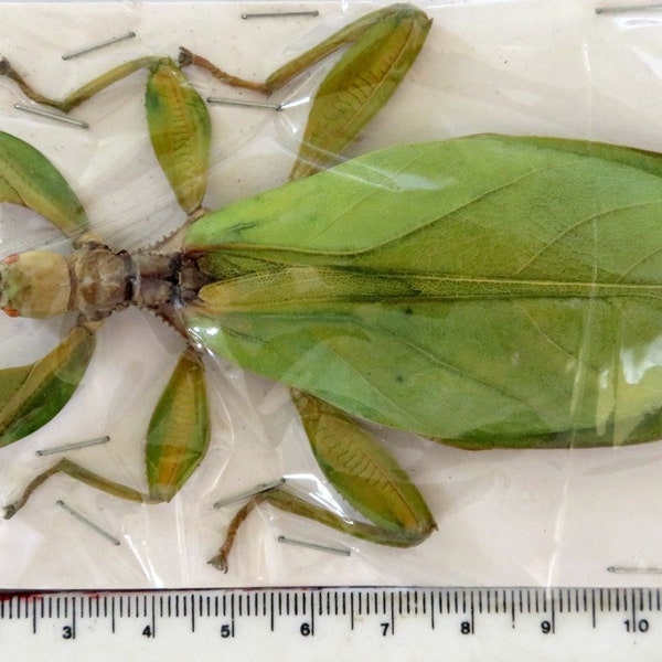 One rare Phyllium tobeloense female , leaf insect , for all your taxidermy art projects A1 quality,