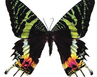 Pack of the splendid sunset moth Urania ripheus a1 to aa- ,wings closed , for all your taxidermy and photography art projects