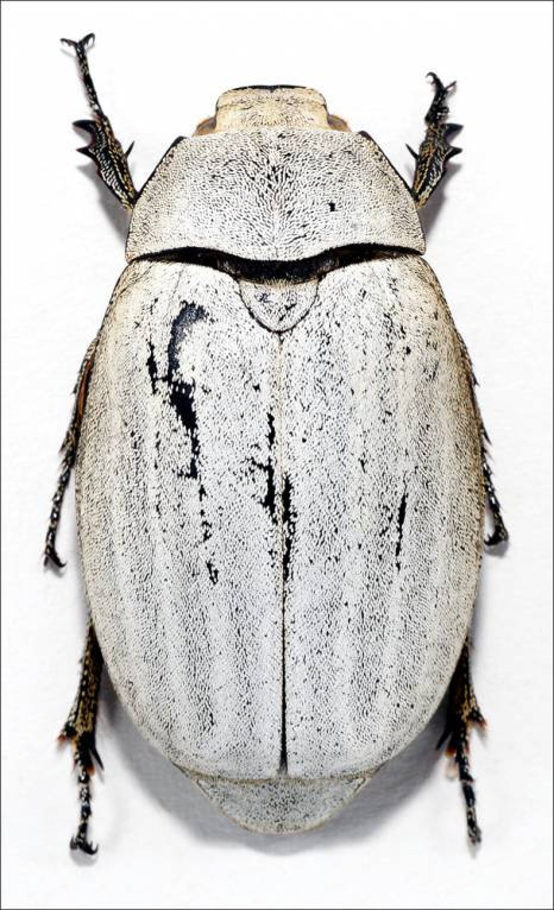 A Pack of Two Impressive White Melolonthidae Beetles Lepidiota Stigma ...