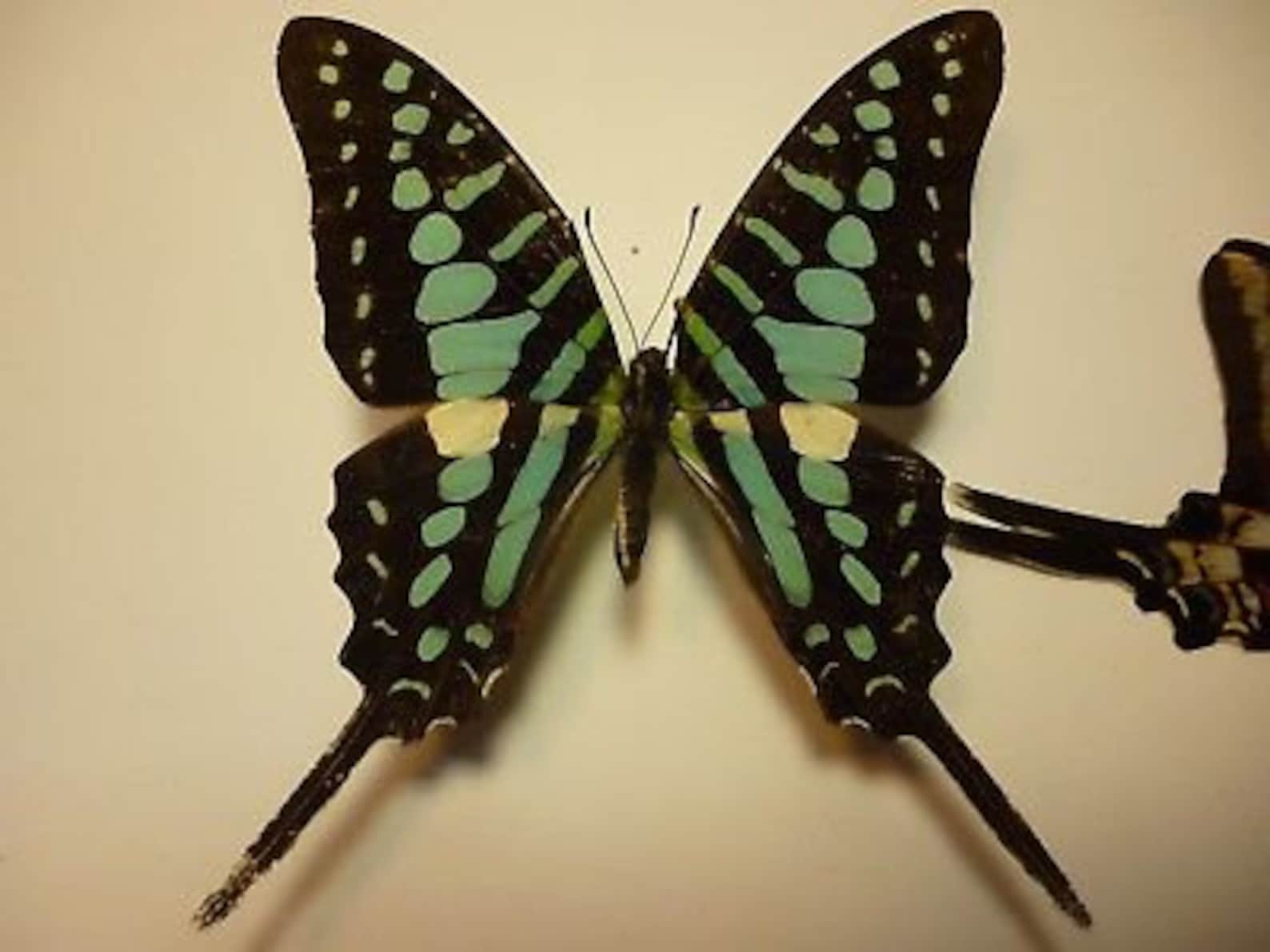 Pack of 2 Swallowtail Graphium Policenes WS 8omm ,wings Closed A1 /aa ...