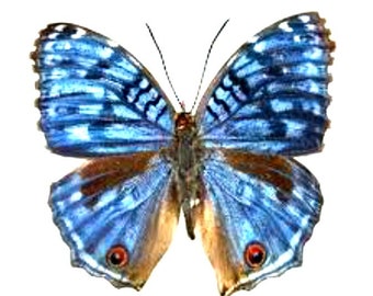 Pack of  5 blue butterflies Junonia ( precis ) rhadama from Madagascar ,folded A1 , for all your taxidermy art projects