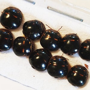 Pack of 10 small black metallic  ladybugs beetles   for all your taxidermy art and jewelry  projects