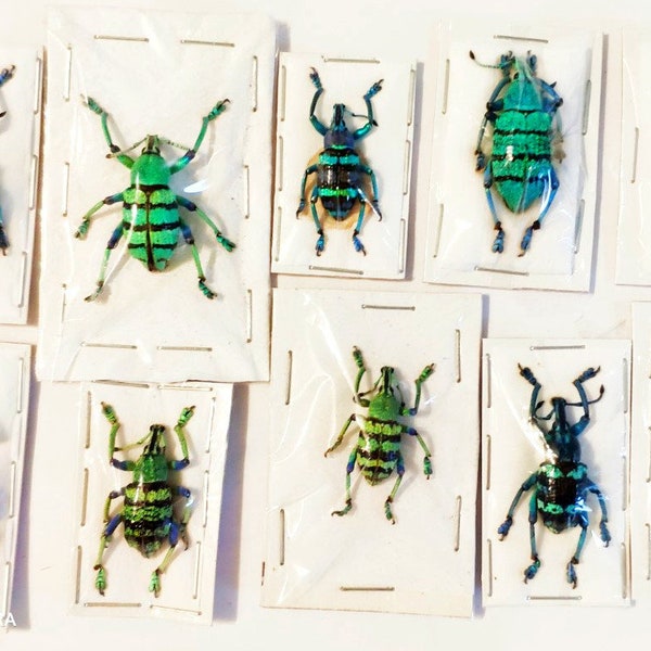 Pack of  10 variable and colorful eupholus weevils from Indonesia , a1 to aa- for all your taxidermy art projects