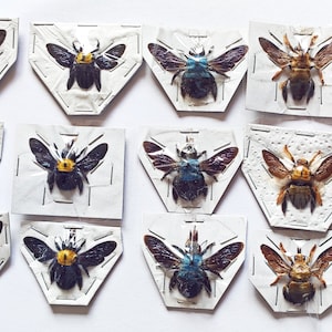 Può includere: Una collezione di 16 api carpentiere conservate, appuntate e esposte su sfondi di carta bianca. Le api sono disposte in file, con ogni ape rivolta in avanti. Le api sono di vari colori, tra cui nero, blu, verde e marrone.