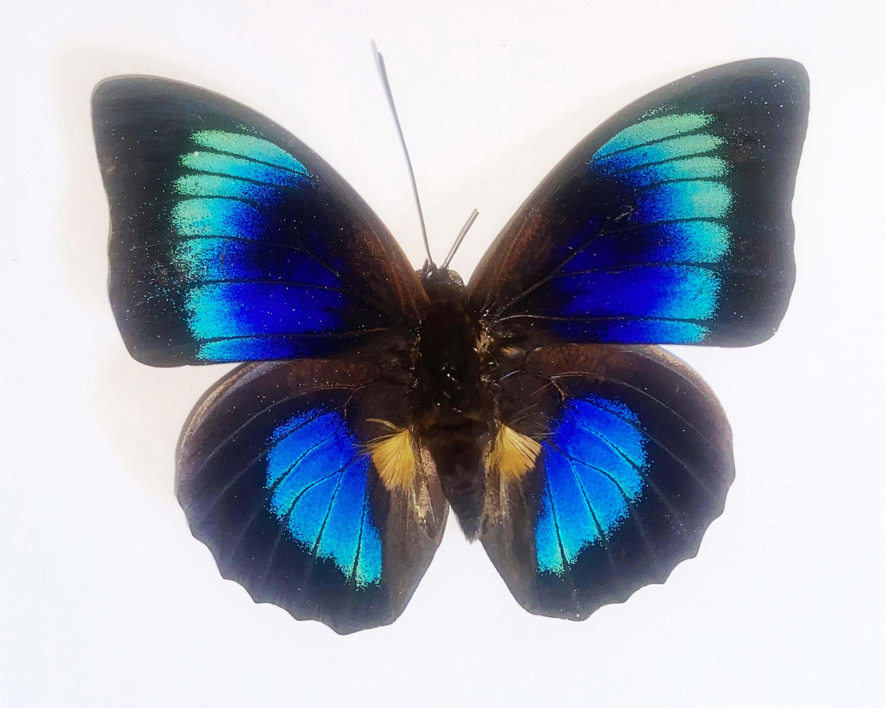 標本 Peru Prepona praeneste 84mm 標本 Peru Prepona praeneste 84mm Prepona Praeneste Butterfly