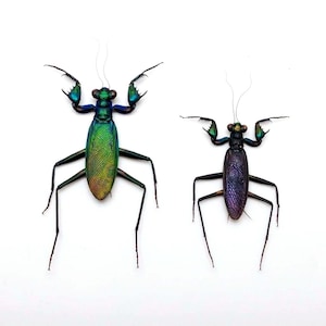 One pair (male and female) of the fantastic  praying mantis Metallyticus splendidus for all your taxidermy art projects