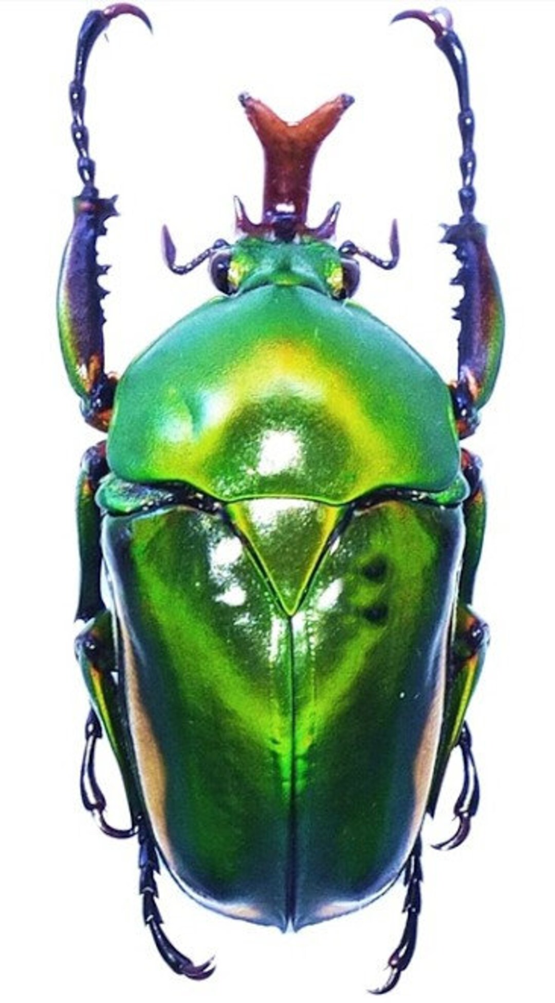 Pack of 2 Scarab Beetles Eudicella Morgani Togolensis for All Your