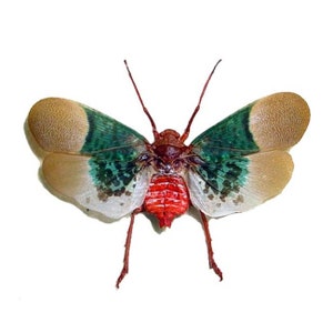 May include: A close-up of a colourful insect with green, white and red markings on its wings. The insect has long legs and is perched on a white background.