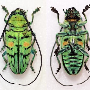 Op de afbeelding: Twee afbeeldingen van een groene kever, één dorsaal en één ventraal aanzicht. De kever heeft een felgroen exoskelet met zwarte markeringen en oranje vlekken. Lange, zwarte antennes strekken zich uit vanaf de kop. De poten zijn een mix van groen en zwart.