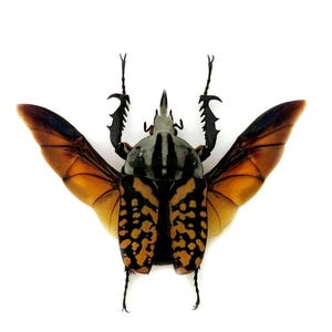 Puede incluir: Imagen detallada de un escarabajo con las alas extendidas, mostrando un patrón llamativo. El cuerpo del escarabajo es una mezcla de negro y amarillo, con la cabeza a rayas. Sus alas son una mezcla de naranja y marrón, sobre un fondo blanco.