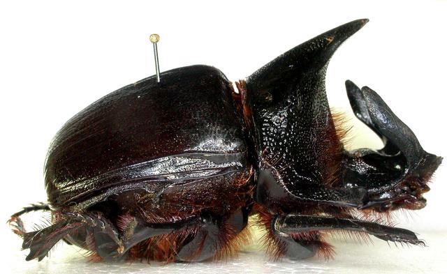 Collectors Item : One Large African Dung Beetle Heliocopris