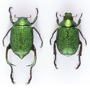 One pair of the fantastic beetles chrysophora chrysochlora 25/35mm for all your taxidermy art projects, image 4