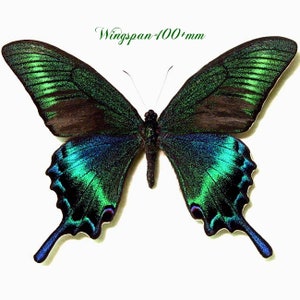 Könnte beinhalten: Ein großer, grün-schwarzer Schmetterling mit einer Flügelspannweite von über 400 mm. Der Schmetterling hat irisierende Flügel mit einem blaugrünen Farbton.