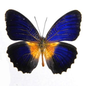 Pack of two butterflies  cethosia lamarcki lamarcki Timor , Indonesia for all your taxidermy art projects wings closed  aa-quality