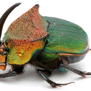 Pack of 4 scarab beetles ( 2male/2female) Phanaeus vindex 20/25mm UNMOUNTED A1 for all your taxidermy art projects