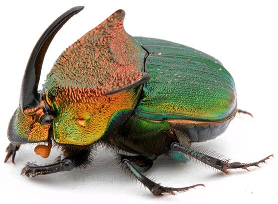 Pack of 4 Scarab Beetles ( 2male/2female) Phanaeus Vindex 20/25mm