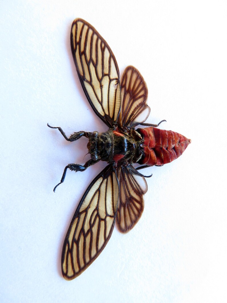 Red Devil Cicada Huechys incarnata Spread Real Insect Taxidermy 