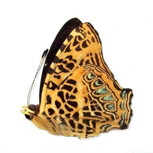 Pack of 3 butterflies symbrenthia hypselis cotanda with closed wings A- for all your taxidermy art projects